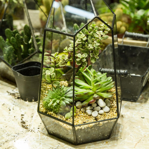 Handmade Black Various Size Irregular Tall Geometric Glass Terrarium Garden Succulents - ncypgarden.uk