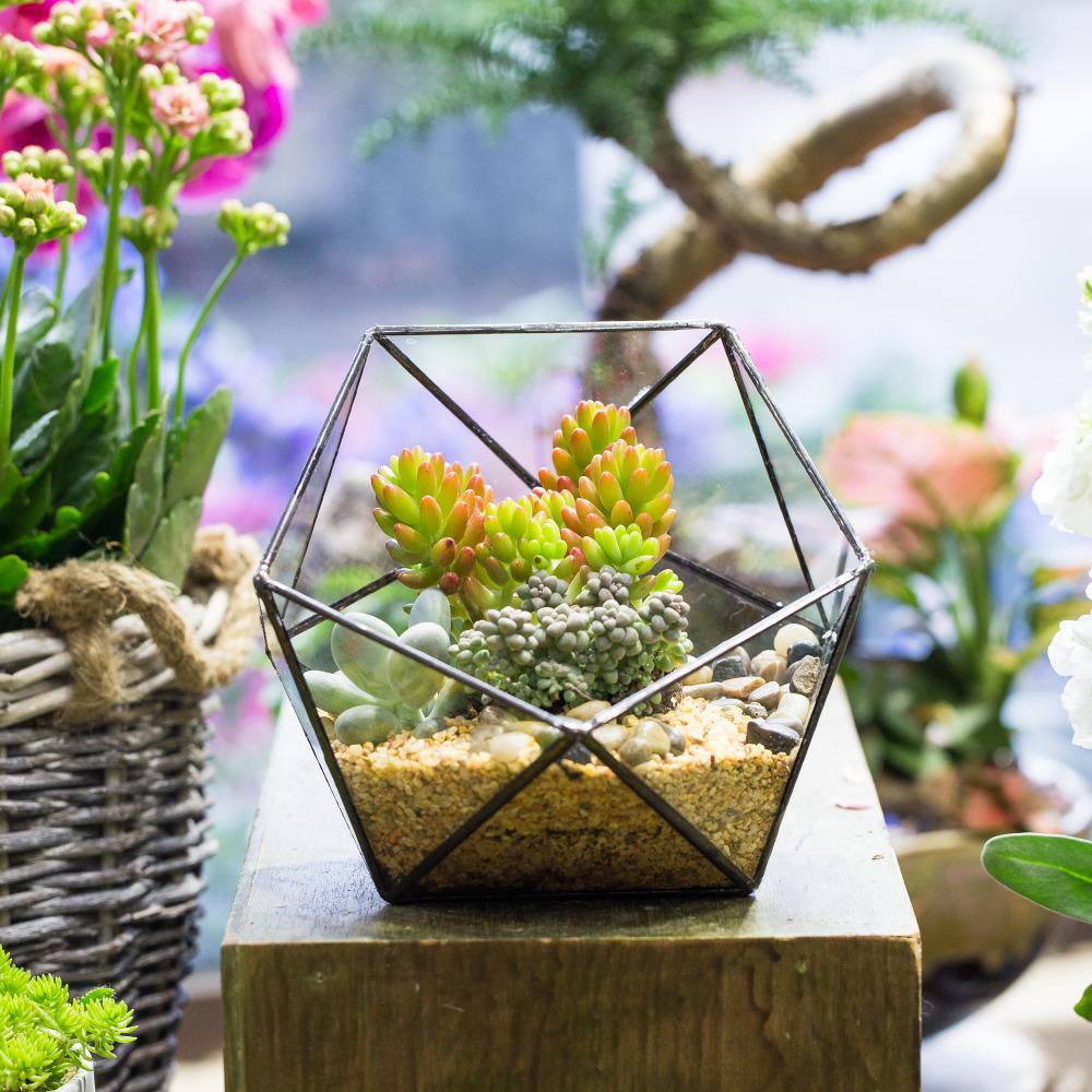 Handmade Bowl Shape Geometric Glass Terrarium Pot for Plants Succulent Moss Miniature Airplants - ncypgarden.uk