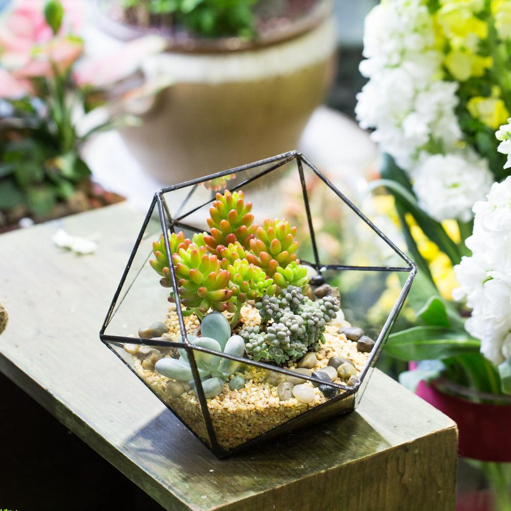 Handmade Bowl Shape Geometric Glass Terrarium Pot for Plants Succulent Moss Miniature Airplants - ncypgarden.uk