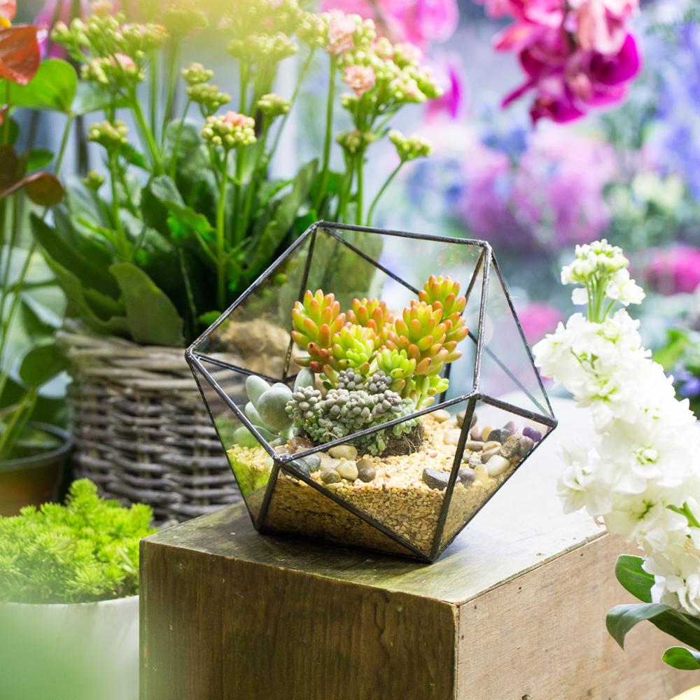 Handmade Bowl Shape Geometric Glass Terrarium Pot for Plants Succulent Moss Miniature Airplants - ncypgarden.uk