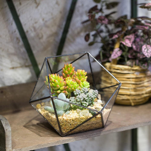 Handmade Bowl Shape Geometric Glass Terrarium for Garden Plants Succulents Moss Airplants - ncypgarden.uk