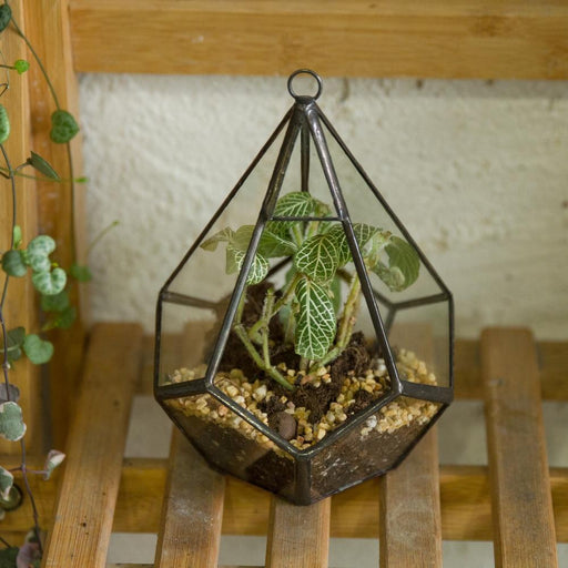 Handmade Small Teardrop Hanging Clear Glass Geometric Terrarium for Succulent Fern Airplants - ncypgarden.uk