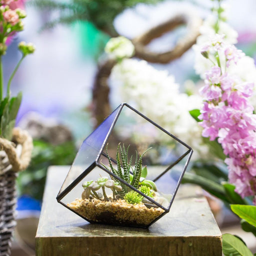 Handmade 10cm Inclined Cube Vase Glass Geometric Terrarium Tabletop Flowerpot for Garden Succulents - ncypgarden.uk